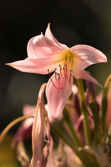 Garten-Navi / Hakenlilie - Crinum x powellii