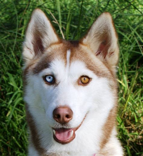 Meika - Medium Female Siberian Husky Dog in VIC - PetRescue