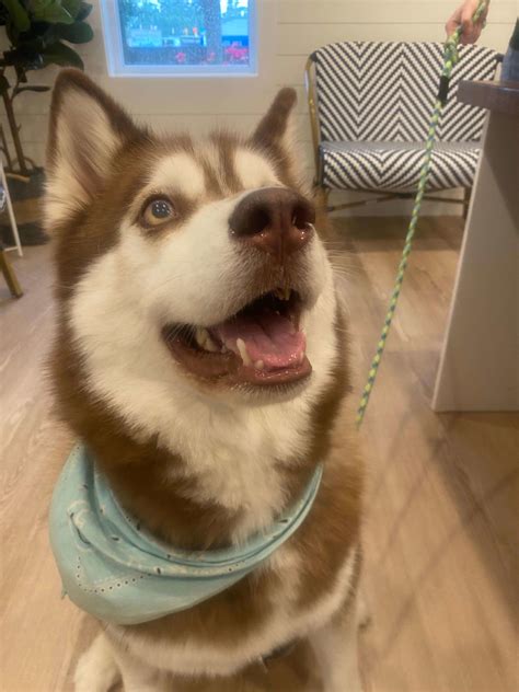 Charleston Animal Eye Specialists Gallery | Charleston, SC