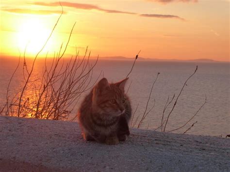 Premium Photo | Undomesticated cat