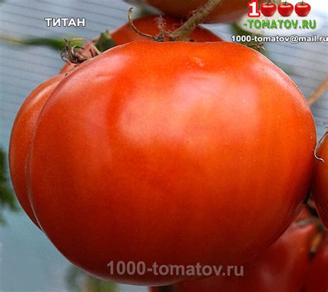 ТОМАТЫ – ВЫСОКОУРОЖАЙНЫЕ СОРТА С ОГРОМНЫМИ ПЛОДАМИ ч.3 | 1000 томатов ...