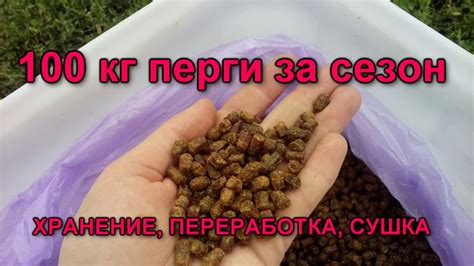 100 кг перги за сезон - хранение, переработка, сушка - YouTube