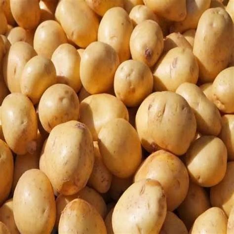 Fresh Potato at ₹ 7/kilogram | Potatoes in Nashik | ID: 14207370533