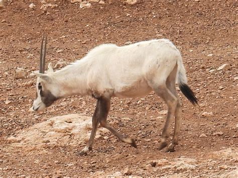 Fauna-Mammalia-Zoo1