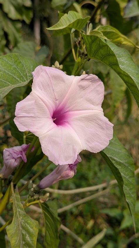 Camilla+Araujo+Pink+Pic Photos, Download The BEST Free Camilla+Araujo