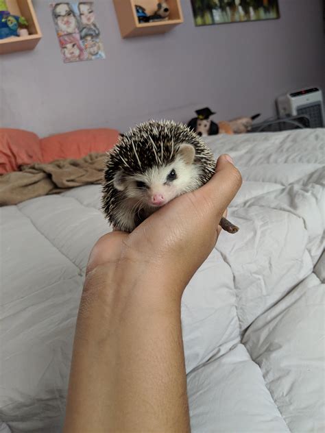 foot rhedgehog