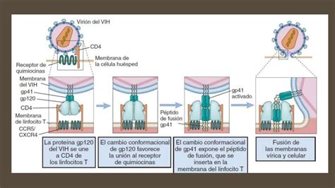 Retrovirus (VIH y HTLV)
