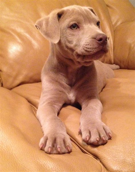 Blue Fawn Pitbull Puppies : Pitbulls🐶 | Pets Amino - My beautiful blue ...