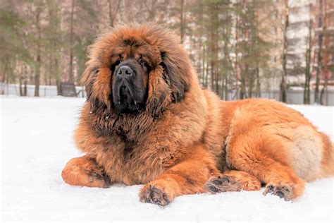 tibetan mastiff weight growth curve  average weights