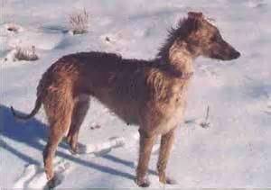 american staghound photo staghound information  pictures