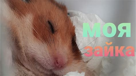 Лайвхаки для тех, у кого есть хомячок🐹 Симка. - YouTube