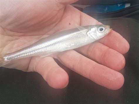 I Smelt A Record But Let It Go – Fishing Fiend