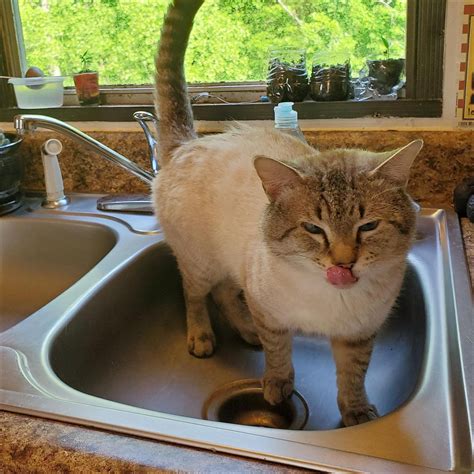And I was worried that the shy rescue cats we're adopting wouldn't like