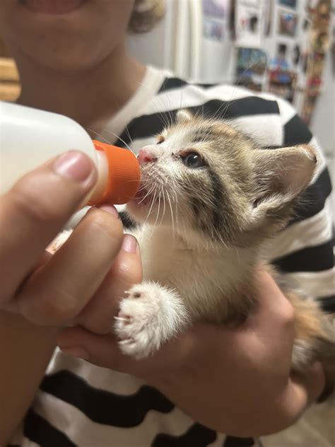 How to care for approx 4 week old kitten? : r/kittens