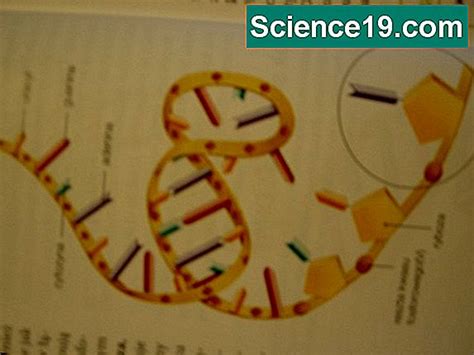 mis  mrna rrna ja trna teaduslikud ja populaar multimeedia