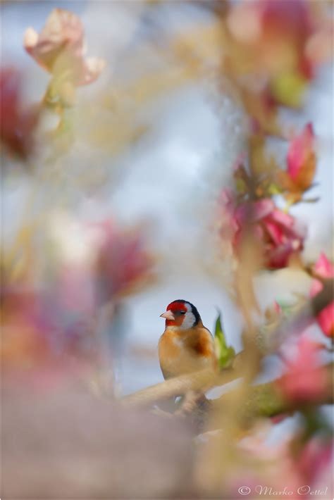 Stieglitz (Carduelis carduelis) (Forum für Naturfotografen)