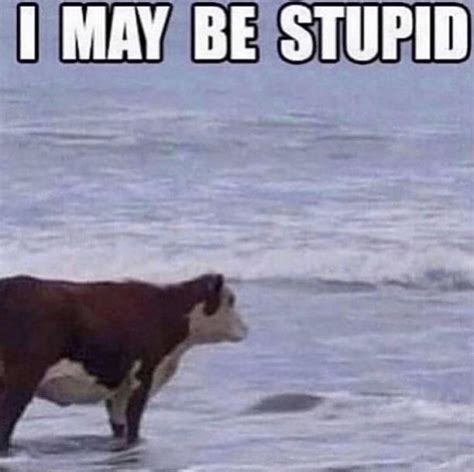 I may be stupid : r/okbuddyretard