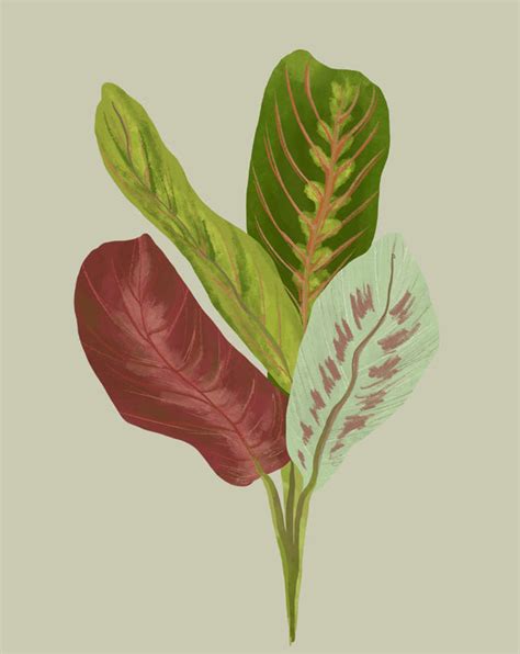 maranta plant care   grow maranta leuconeura soltech