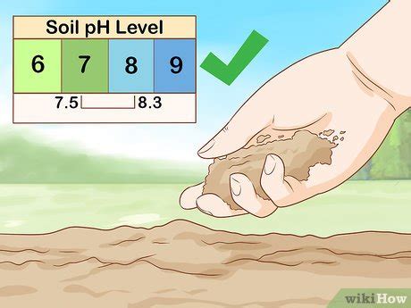 How to Grow Truffles: 13 Steps (with Pictures) - wikiHow