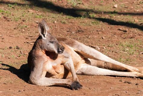 kangaroo muscle structure kangaroo muscles  rkell  deviantart