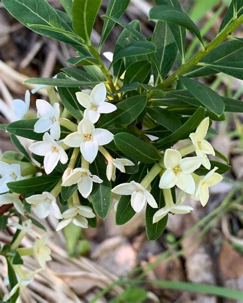 Daphne altaica - Trees and Shrubs Online