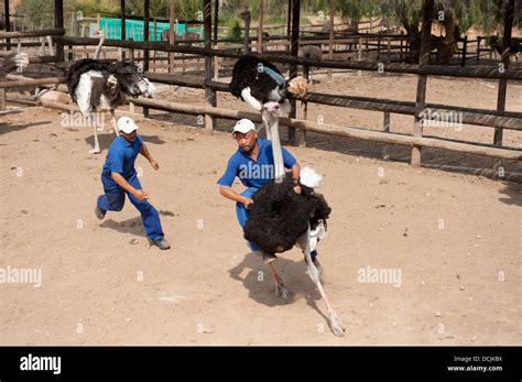 Ostrich riding in an ostrich farm, Oudtshoorn, South Africa Stock Photo