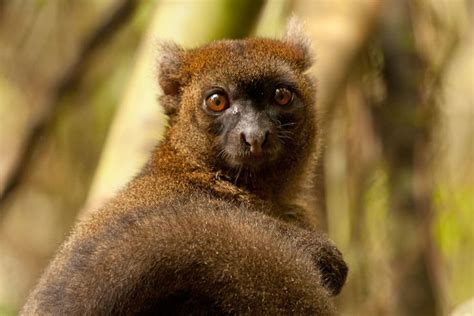 Greater Bamboo Lemur close up seen in Ranomafana National Park ...