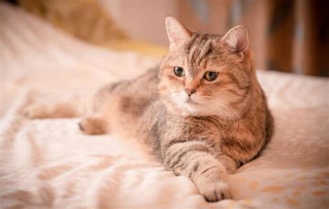 991 кличка для кошки (девочки, котенка): красивые, оригинальные ...