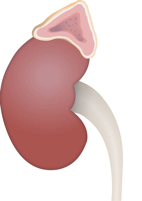 Adrenal Glands Location