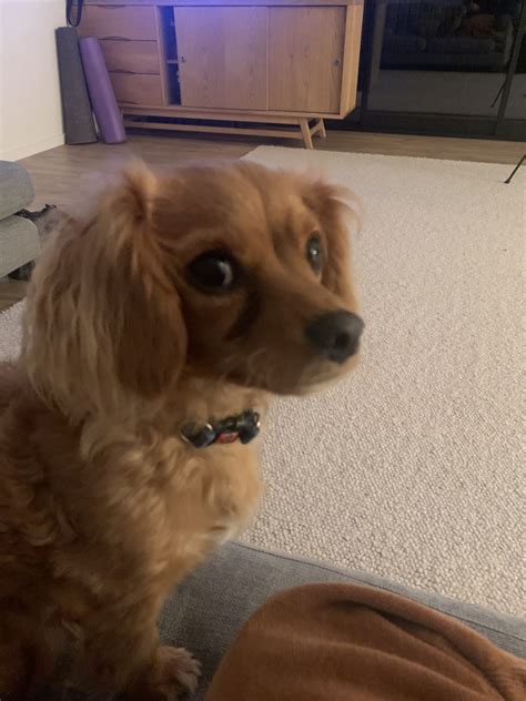 Ru - Share My Pet