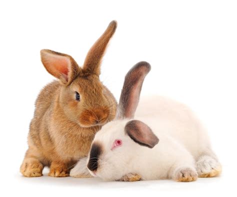 Premium Photo | Two rabbits isolated