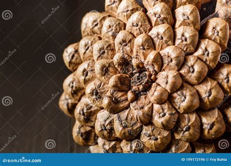 Close-up of the Back of a Pine Cone Isolated on Black, Showing the ...