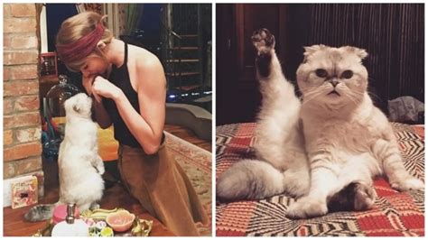 Kucing Scottish Fold Seperti Milik Taylor Swift, Bikin Gemas tapi ...