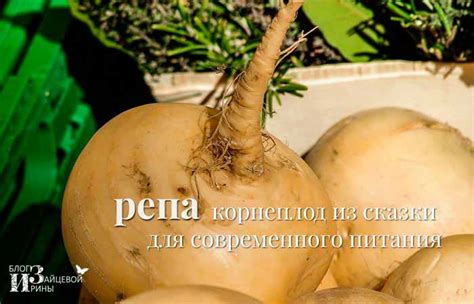 Репа. Польза и вред для здоровья. Полезные свойства и противопоказания