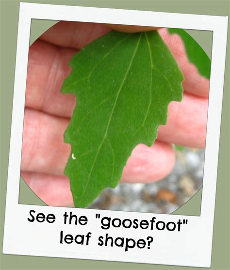 Goosefoot leaf SHAPE - Wildfoods 4 Wildlife