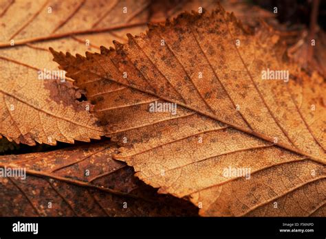 Alder tree leaves hi-res stock photography and images - Alamy