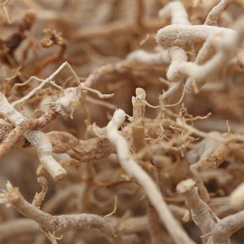 Haiti: Sourcing vetiver at its roots | Givaudan