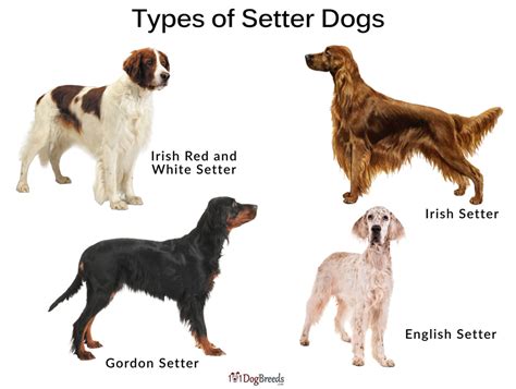 Types of Setter Dog Breeds With Pictures | 101DogBreeds.com