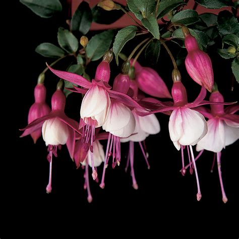 Fuchsia Patio Princess - Beekenkamp Plants