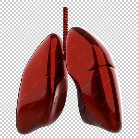 Premium PSD | Artistic human lungs isolated on transparent background