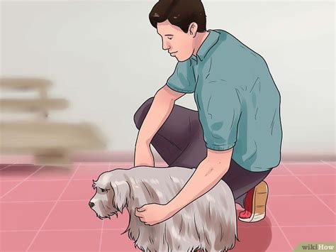 Cómo hacer que los perros se apareen: 26 pasos