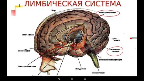 Физиология | Частная физиология ЦНС - YouTube