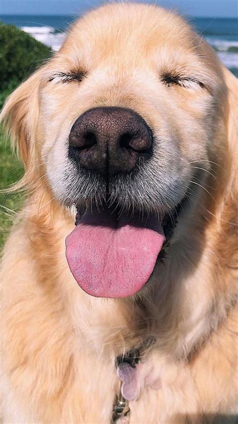 happy dog cute dogs puppies big dogs