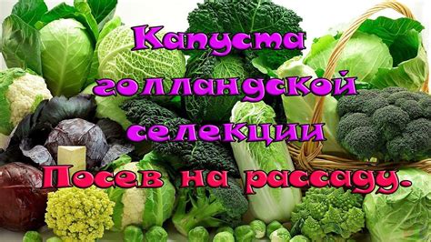 Посев капусты. Голландские гибриды. - YouTube