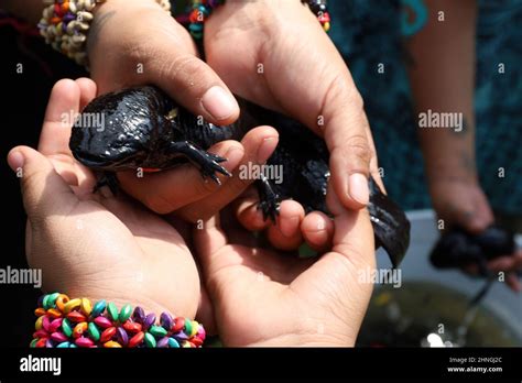 A person holds an Axolotl with their hand before releasing it to ...