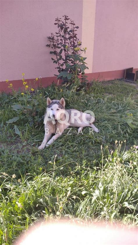 Xaski | Aqrobazar