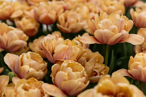Tulipan 'La Belle Epoque' - Køb tulipanløg online | Blomsterverden.dk
