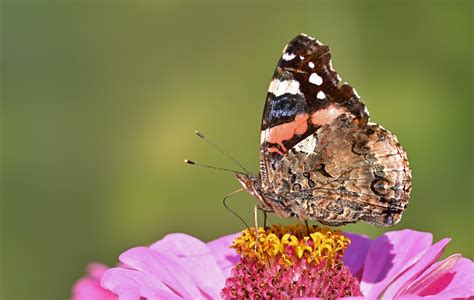 Girl+Face+Down+Ass+Up Photos, Download The BEST Free Girl+Face+Down+Ass