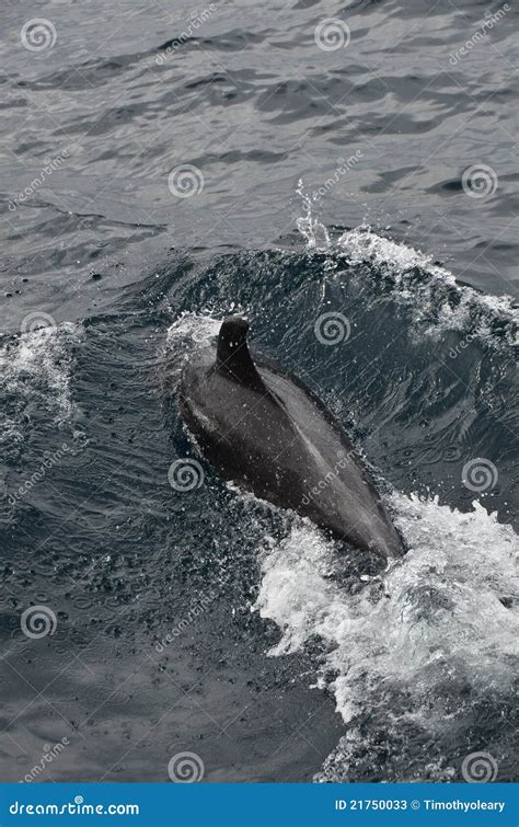 Bottlenose Dolphin stock image. Image of splash, water - 21750033