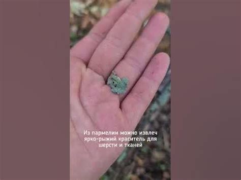 живые красители для ткани и шерсти👍 | Краситель для ткани, Ткацкие ...